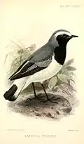 Somalisteinschmätzer (Oenanthe phillipsi) illustriert von John Gerrard Keulemans