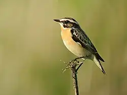 Braunkehlchen (Saxicola rubetra)