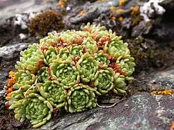 Saxifraga exarata