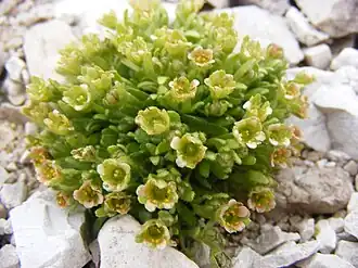 Facchinis Steinbrech (Saxifraga fachinii)