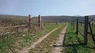 Der Schützberg (im Hintergrund) vom Weinberg Luhmännchen gesehen