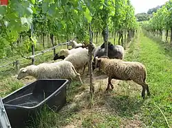 Schafe der Rasse Ouessant auf einer weinbaulichen Versuchsfläche