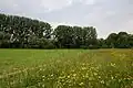 Blick über Grünland zur Scheelhecke (2015)