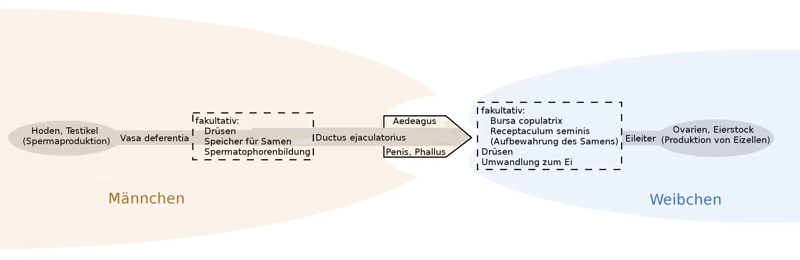 Abb. 3: Schema zum Spermatransport bei der Begattung höherer Insekten