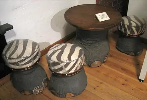 Hocker aus Elefantenfüßen mit Zebrafellsitzen im Hamburger Zollmuseum