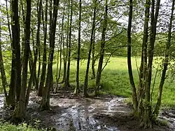Quellmulde im Schevensbachtal an der Straße Untenrohleder