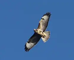 Flugbild Mäusebussard