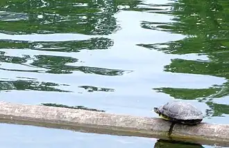 Wasserschildkröte (2025)