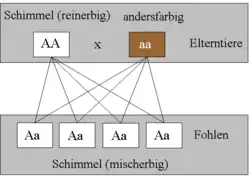 Wird ein reinerbiger Schimmel mit einem Pferd anderer Farbe angepaart, so sind alle Fohlen mischerbige Schimmel.