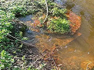 Mundloch im Stollenbach mit deutlicher Eisenockerfällung