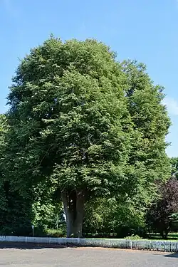 Dieses Naturdenkmal ist die stärkste Linde im Kreis Steinburg