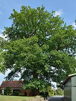 Eine 250-jährige Eiche ist ein Naturdenkmal in Fitzbek