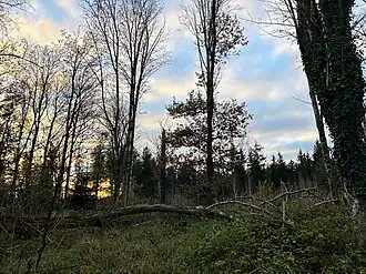 am Burgstall am Schloßberg