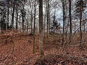 am Burgstall des Schloßbergs