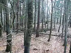 Die Grube, der vermutliche Standort des Turmes