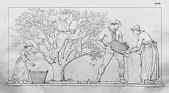 19. Äpfelschütteln (H&nbsp;II).[10]