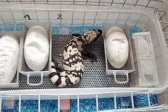 Schlupf des ersten Tieres aus einem Gelege