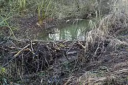 Biberdamm an der Schmida