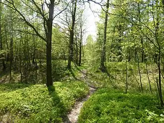 Auf dem Gipfel der Schmoritz. Zu erkennen ist einer der beiden Ringwälle, der vom Weg durchbrochen wird.