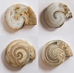 Schnitte von Achat-„Steinkernen“ aus dem Dekkan-Trapp in Indien: hier ist das Gehäuse­innere größtenteils mit mikro­kristallinem Quarz verfüllt worden, während das eigentliche Gehäuse nicht erhalten ist. Diese spezielle Form der Erhaltung wird auch Fossil­pseudo­morphose genannt.