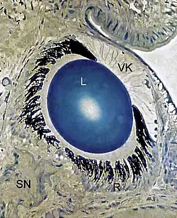 Semidünnschnitt durch das Auge einer Weinbergschnecke. VK&nbsp;vordere Kammer, L&nbsp;Linse in der hinteren Kammer, R&nbsp;Retina, SN&nbsp;Sehnerv (Toluidinblau, Phasenkontrast)