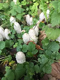 Schopf-Tintling im NSG