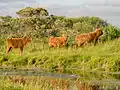 Hochlandrinder im Lauwersmeer-Gebiet