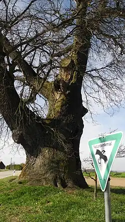 Stamm und Starkast von Süden (2012)