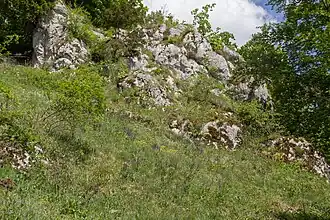 Felsenbewuchs im NSG