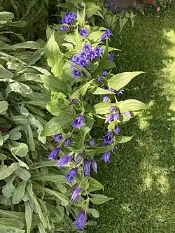 Schwalbenwurz-Enzian in Vollbüte