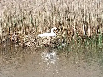 Brütender Schwan auf dem Quellenteich