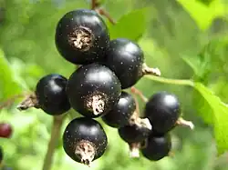 Schwarze Johannisbeeren