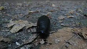 Schwarze Wegschnecke
