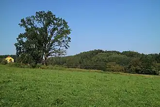 Schweinberg von Südwesten (Hochfeldweg)