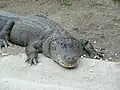 Mississippi-Alligator