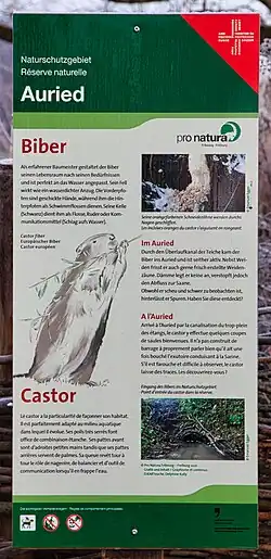 Infotafel zum Biber