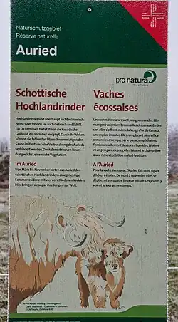 Infotafel: Schott. Hochlandrindern