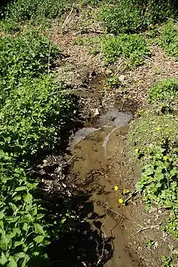 Bachschwinde der Schwelge im Givet-Massenkalk der Briloner Hochfläche