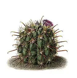Sclerocactus uncinatus subsp. crassihamatus