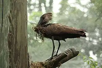 Hammerkopf beim Nestbau