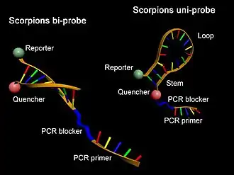 Struktur von Scorpion-Primern (rechts) und Scorpion-Bi-Primern (links)