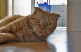 Schottische Faltohrkatze