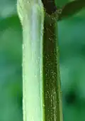 Detail des Stängels