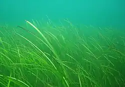 Seegraswiese aus Zostera marina in der Ostsee vor dem Falckensteiner Strand