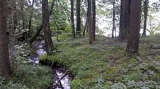 Zufluss (namenlos) am bewaldeten Südufer