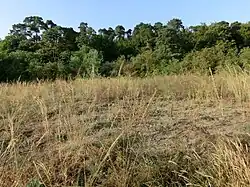 Seeheimer Düne, Steppenrasen, unter anderem mit Haar-Pfriemengras (Stipa capillata) (2012)
