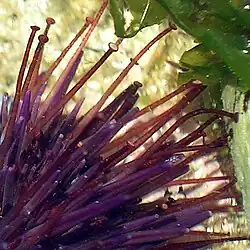 Großaufnahme der Ambulacralfüße eines Seeigels