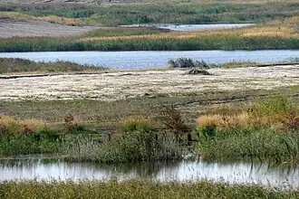 Über 3000 Arten leben in den unterschiedlichen Lebensräumen des Schutzgebietes