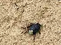 Sehirus luctuosus, Erdwanze auf Flugsand