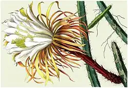 Selenicereus urbanianus